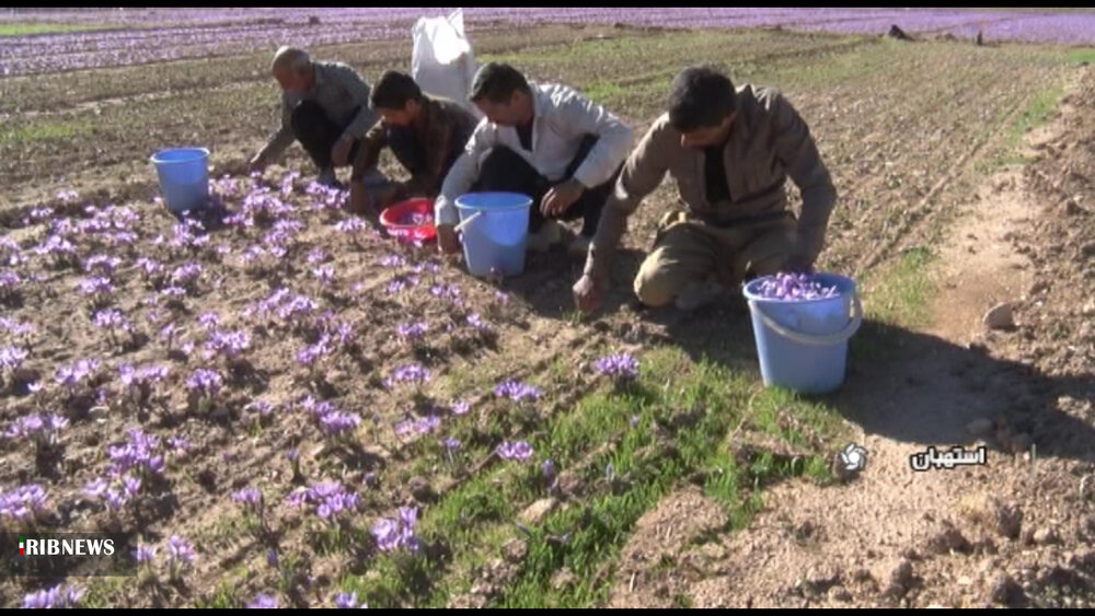 برداشت زعفران از مزارع استهبان
