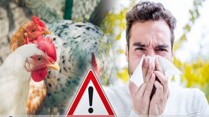 آنفلوانزای پرندگان در کمین سلامت انسان ها