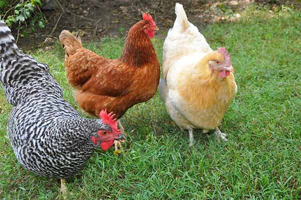 فروش و کشتار مرغ زنده خارج از کشتارگاه ممنوع و غیرقانونی می باشد