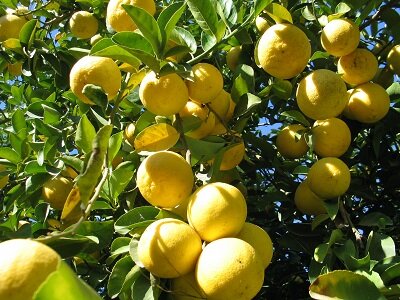 برداشت لیمو شیرین از قطب تولید آن در کشور