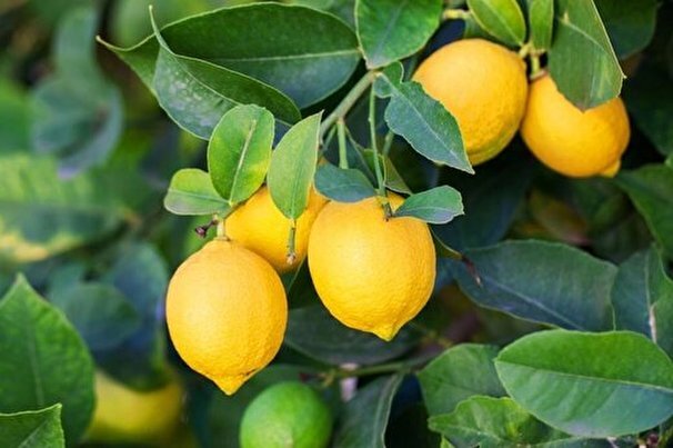 لیموهای جهرم فارس در بازارهای بلاروس