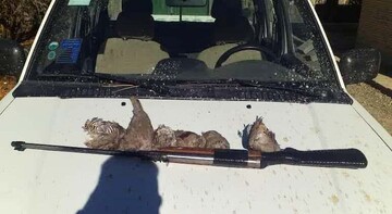 دستگیری سه شکارچی متخلف در جیرفت