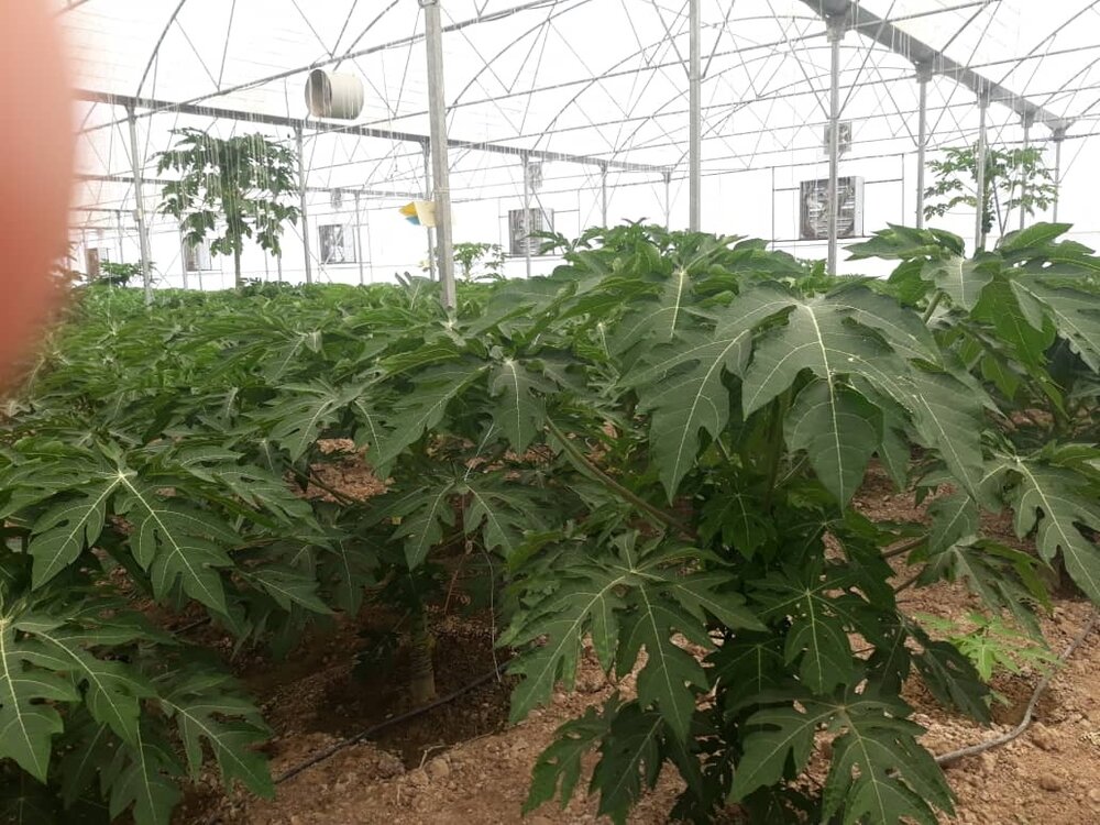 کشت پاپایا برای نخستین بار در مرودشت