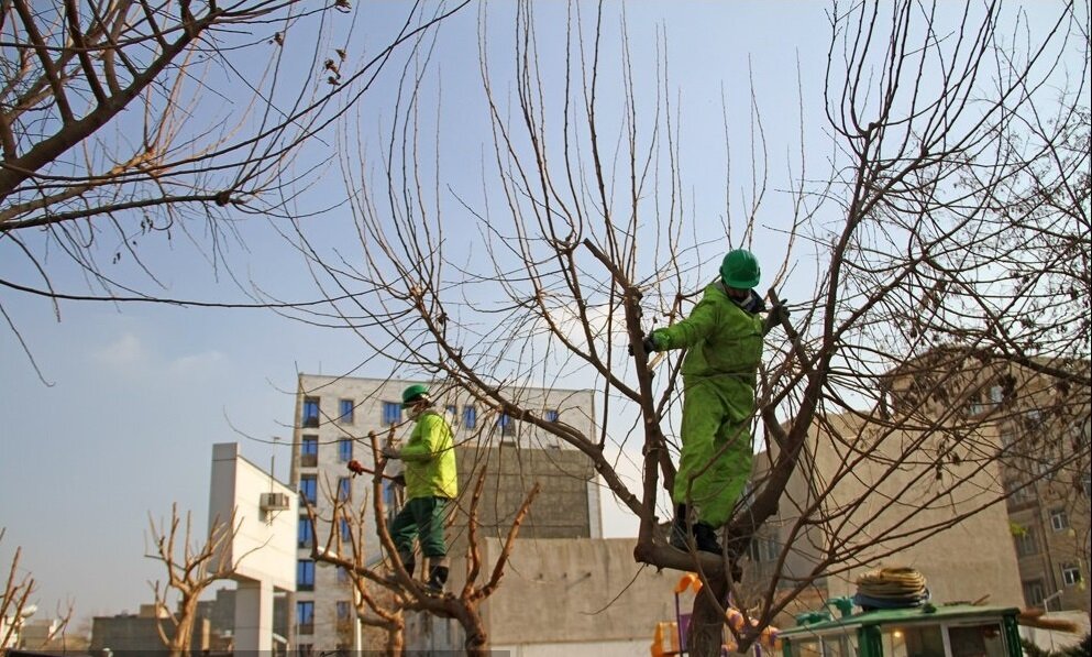 واکنش شهرداری به خشکاندن درختان خیابان ولیعصر