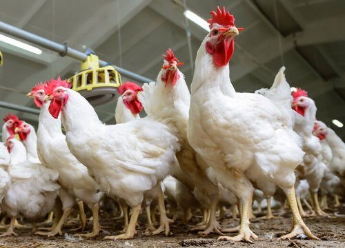 ۱۱۲ تن گوشت مرغ از مرغداری‌های کردستان خریداری شد