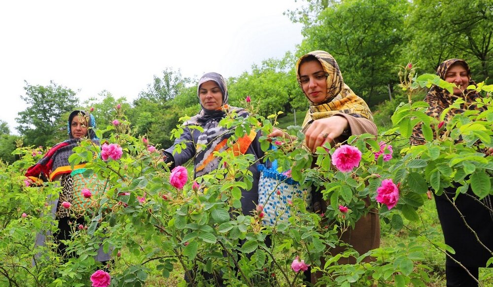 افزایش کشت انواع گیاهان دارویی در شهرستان دهگلان