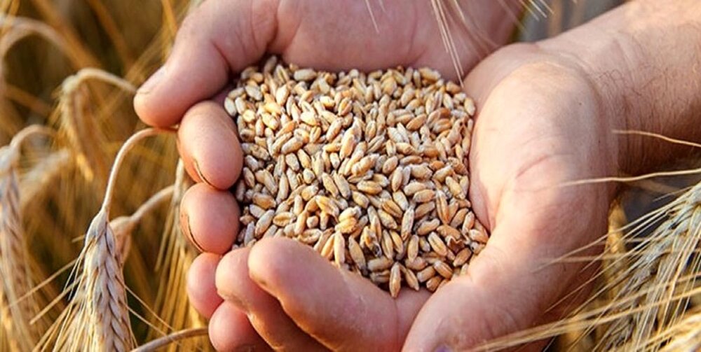 توزیع بذور گندم و جو بین کشاورزان داراب