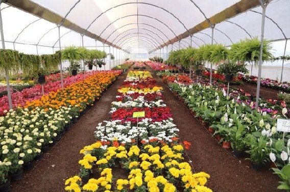 پرداخت تسهیلات برای ایجاد گلخانه زینتی در فارس