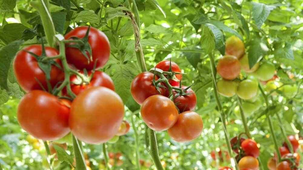 وجود ۱۶۵ هزار متر مربع گلخانه فعال در شهرستان بردسیر