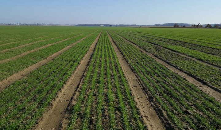 بیش از ۴۵۰۰ هکتار اراضی کشاورزی استان زیر کشت قرارداد گندم آبی قرار گرفت