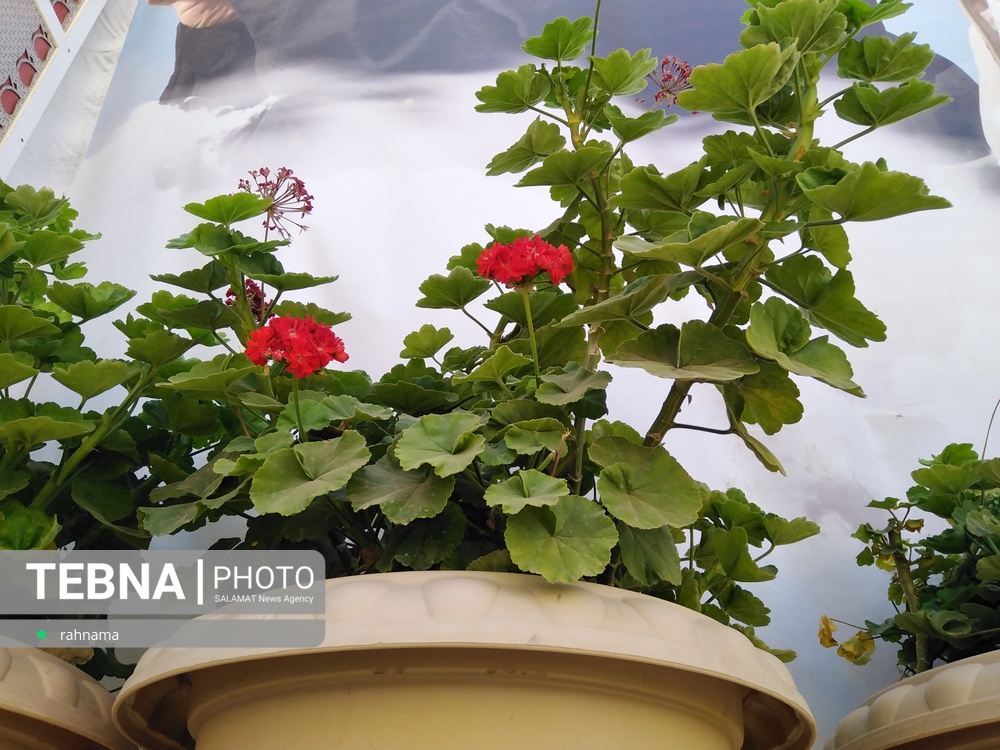 قدم زائرین سردار دلها بر چشمان مردم دیار کریمان