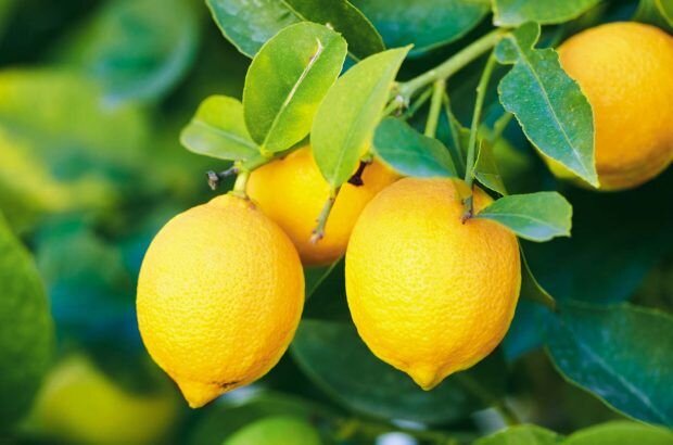 ۴۰ تن لیموی جهرم در بازار مسکو