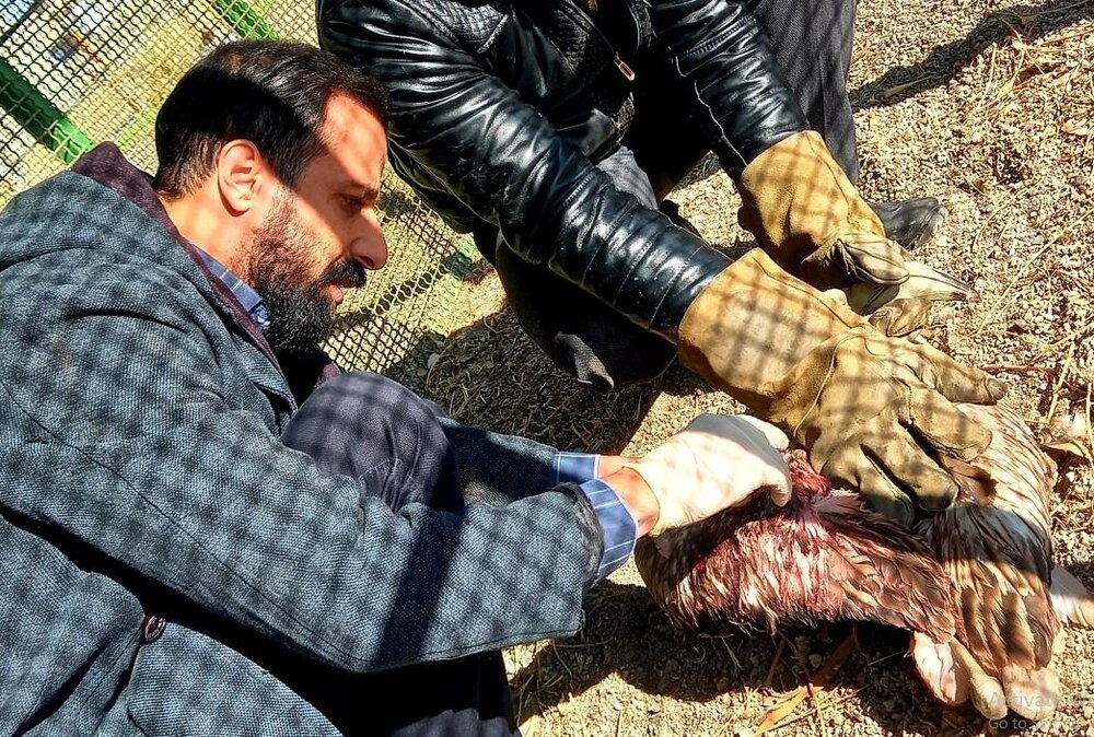 رهاسازی فلامینگو آسیب دیده پس از درمان در سیرجان