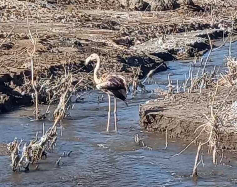 رهاسازی فلامینگو آسیب دیده پس از درمان در سیرجان