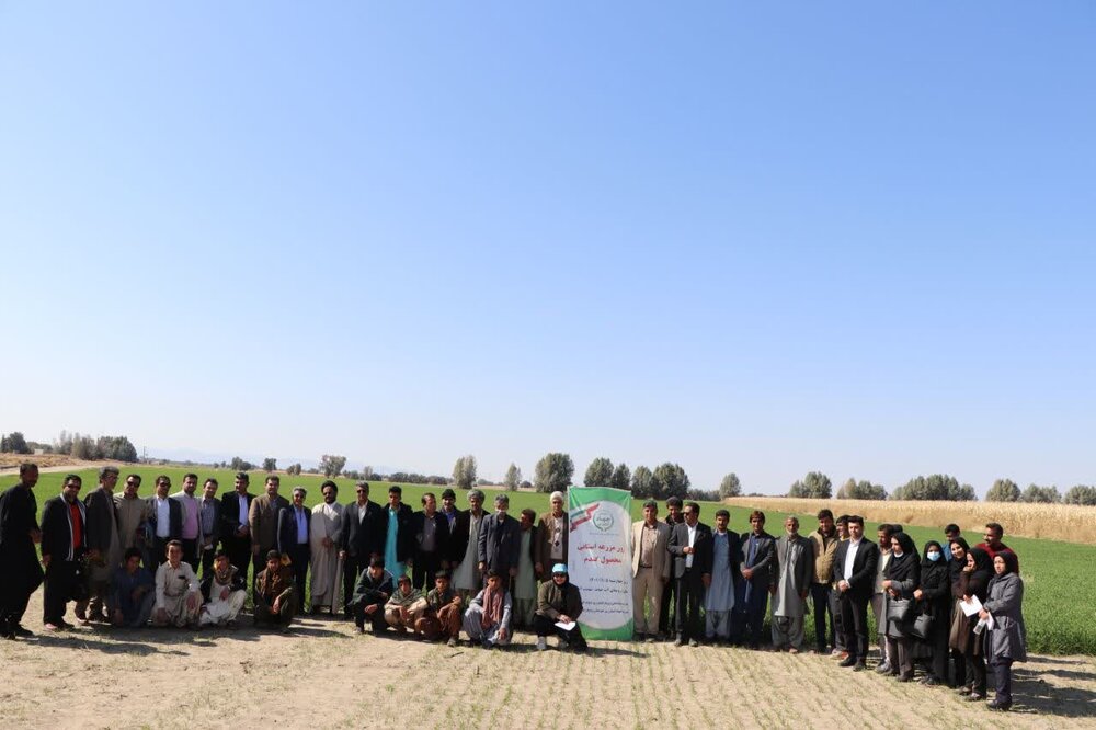 روز مزرعه استانی گندم در شهرستان رودبار جنوب برگزار شد