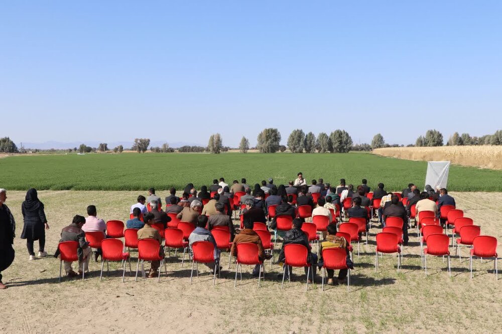 روز مزرعه استانی گندم در شهرستان رودبار جنوب برگزار شد