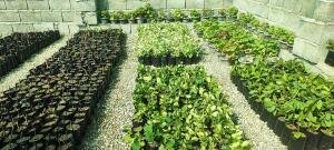 ۵ طرح با ارزش ریالی ۷۰ میلیارد در بخش جبالبارز جیرفت افتتاح شد