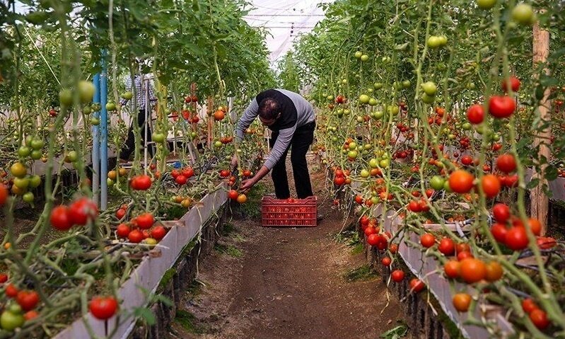 تولید بیش از ۶ هزار تن محصولات گلخانه ای در کردستان