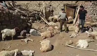 تلف شدن گوسفندان در اثر حمله حیوان وحشی در راین