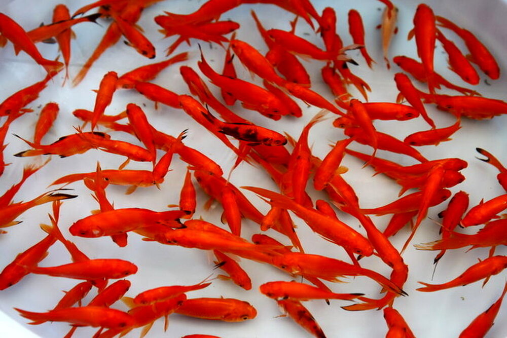 هشدار سازمان دامپزشکی درباره خرید ماهیان قرمز
