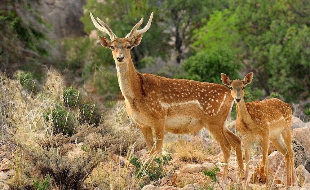 شناسایی ۴۵۶ گونه جانوری در اکوسیستم‌های آبی وخشکی کردستان