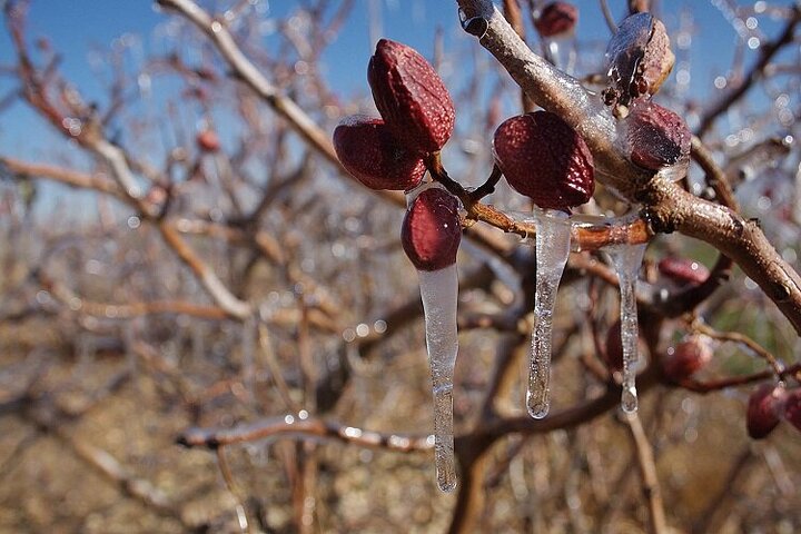 سرمازدگی خسارات زیادی بر مردم استان کرمان تحمیل کرد/ کرمان رتبه اول سرمازدگی باغات کشاورزی در کشور