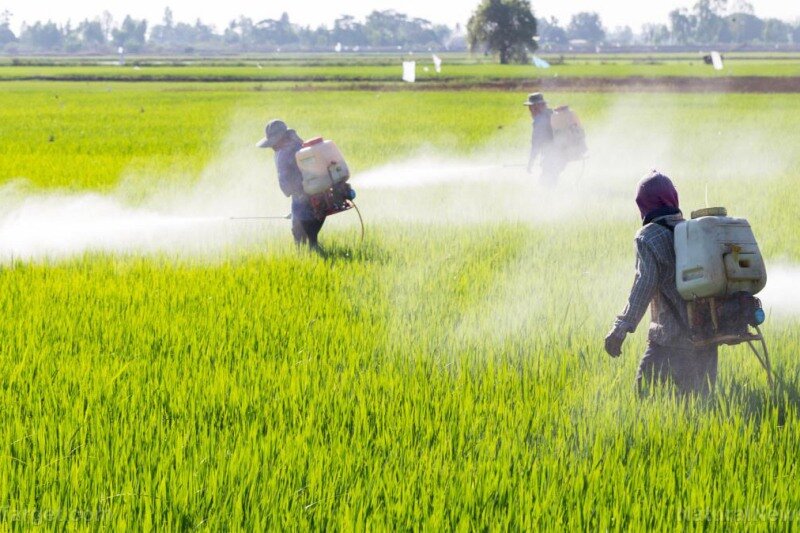 کشاورزان کردستانی روزهای پایانی هفته جاری سمپاشی نکنند