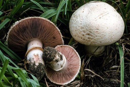 عوارض خطرناک مسمومیت ناشی از مصرف قارچ های سمّی
