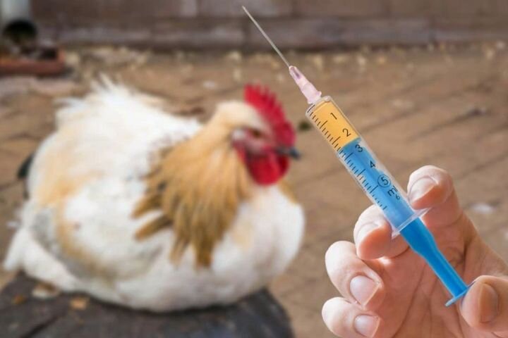 تولید ۵۰ درصد واکسن آنفولانزا فوق حاد پرندگان در کشور