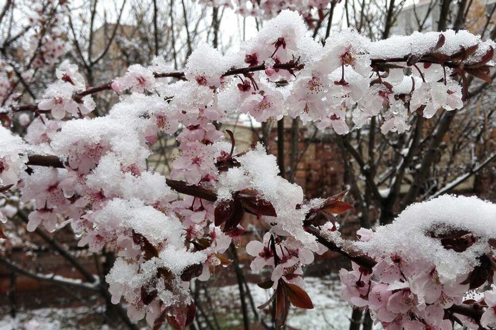 سرمازدگی ۱۴ هزار میلیارد ریال به اراضی کشاورزی کردستان خسارت زد