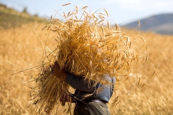 خرید تضمینی گندم در زنجان ۱۰۵ درصد رشد کرد