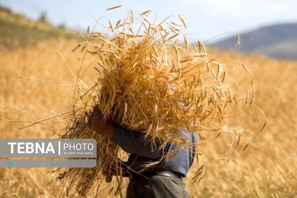 خرید تضمینی گندم در زنجان ۱۰۵ درصد رشد کرد