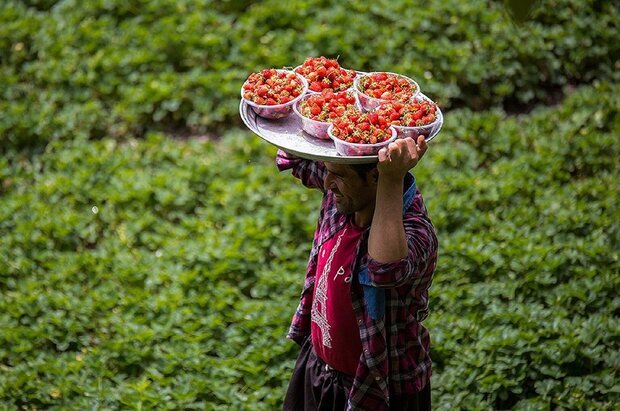 چهارمین جشنواره توت‌فرنگی در روستای گردشگری «شیان» برگزار می‌شود