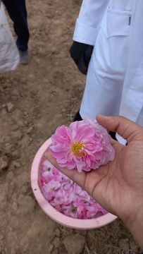 آیین شکرگزاری برداشت گل محدی در شهرستان سربیشه