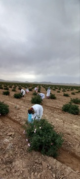 آیین شکرگزاری برداشت گل محدی در شهرستان سربیشه