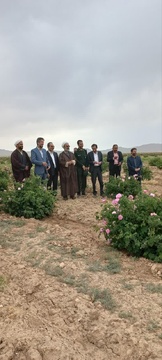 آیین شکرگزاری برداشت گل محدی در شهرستان سربیشه