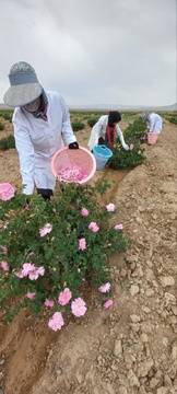 آیین شکرگزاری برداشت گل محدی در شهرستان سربیشه