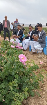آیین شکرگزاری برداشت گل محدی در شهرستان سربیشه
