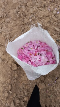 آیین شکرگزاری برداشت گل محدی در شهرستان سربیشه