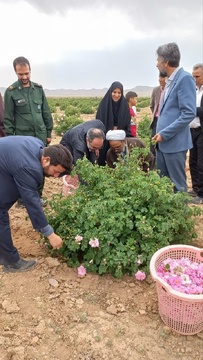 آیین شکرگزاری برداشت گل محدی در شهرستان سربیشه