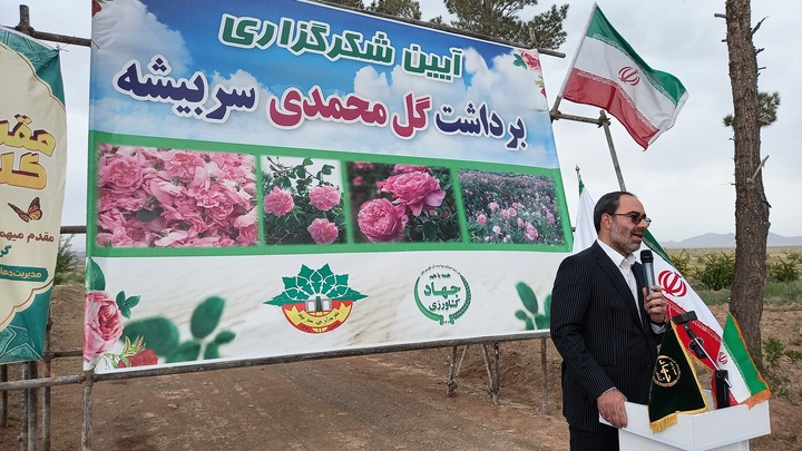 آیین شکرگزاری برداشت گل محمدی در شهرستان سربیشه به روایت تصویر
