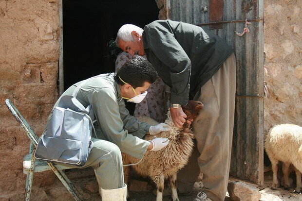 آغاز اجرای طرح واکسیناسیون رایگان جمعیت دامی ۱۶۰۰ روستای کردستان