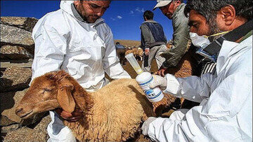 هشدار دامپزشکی کردستان در خصوص احتمال شیوع بیماری تب کریمه کنگو