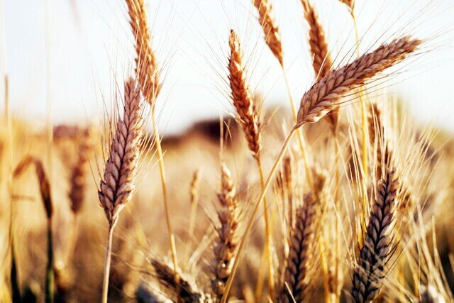 افزایش تولید ۸۵ درصدی گندم در لامرد