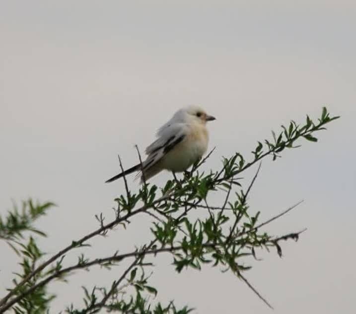 مشاهده پرنده «سنگ چشم پیشانی سفید» برای نخستین بار در سنندج 