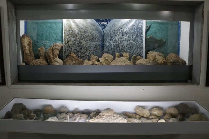 افتتاح نخستین موزه دیرینه‌ شناسی و حیات طبیعی کشور در کرمان