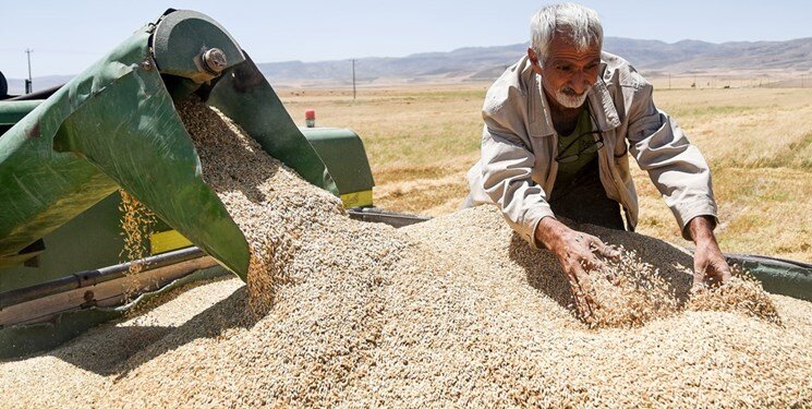 خرید تضمینی گندم در کردستان به سازمان تعاون روستایی واگذار شد