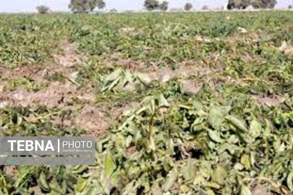 10درصد باغات خسارات دیده استان زنجان بیمه دارند