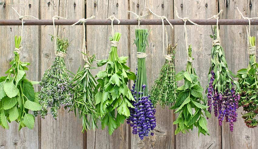 راه اندازی یک واحد آموزشی گیاهان دارویی و داروهای گیاهی در بانه
