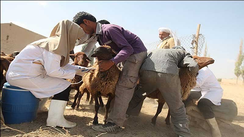  بیش از ۱۶ هزار راس دام در کردستان مایه کوبی شد